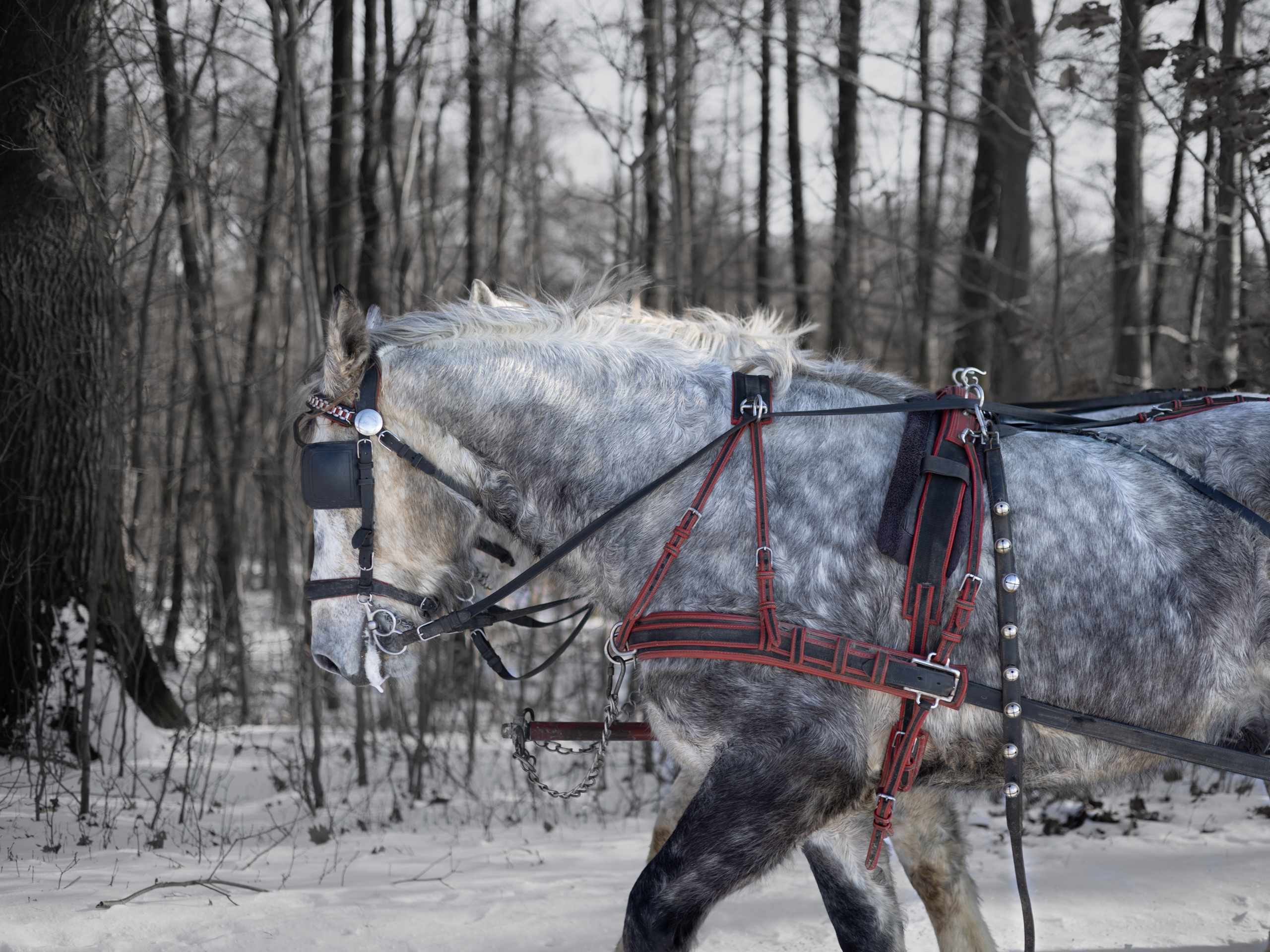 white and gray horse walking in the snow in the woods