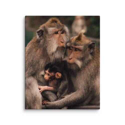 Macaque Family — Canvas Print
