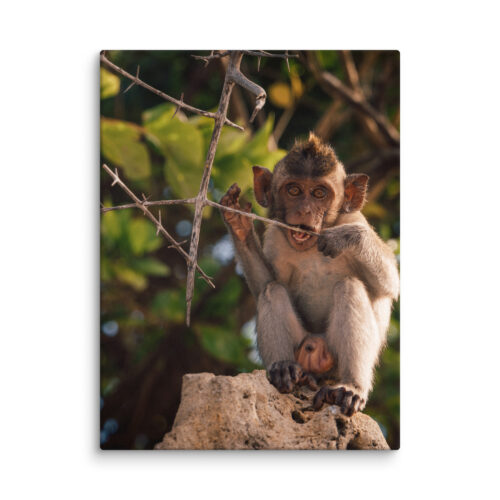 Baby Macaque on Rock — Canvas Print