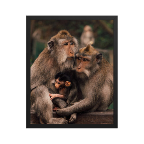 Macaque Family — Framed Poster