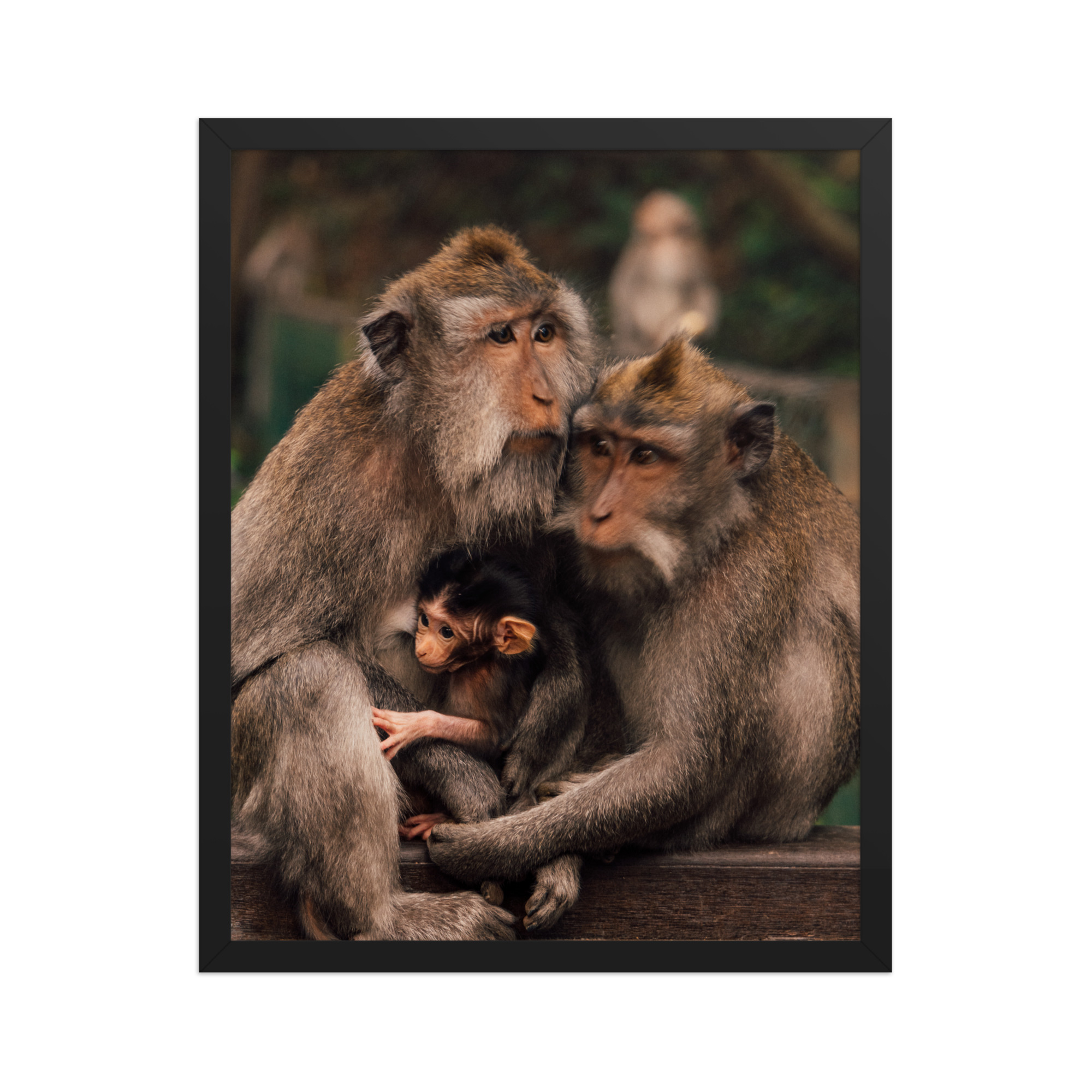 Macaque Family — Framed Poster