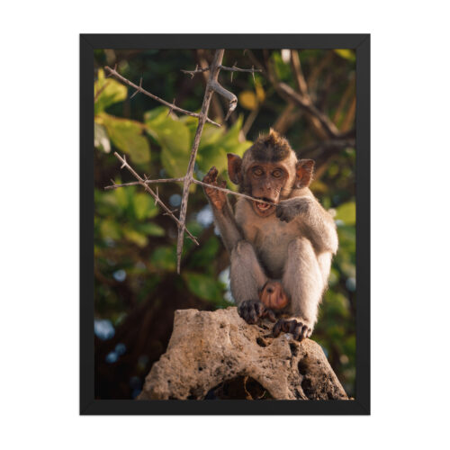 Baby Macaque on Rock — Framed Poster