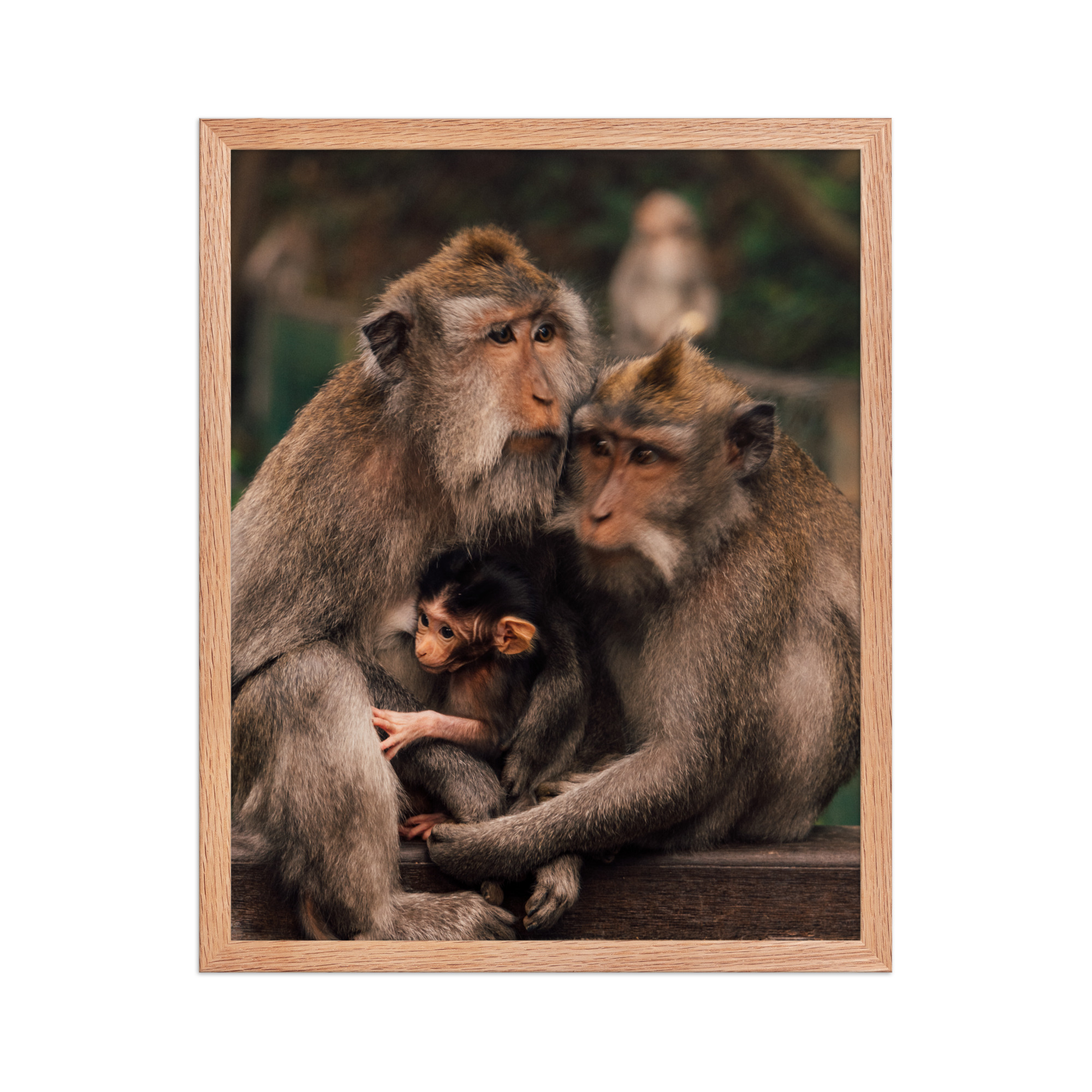 Macaque Family — Framed Poster - Image 2