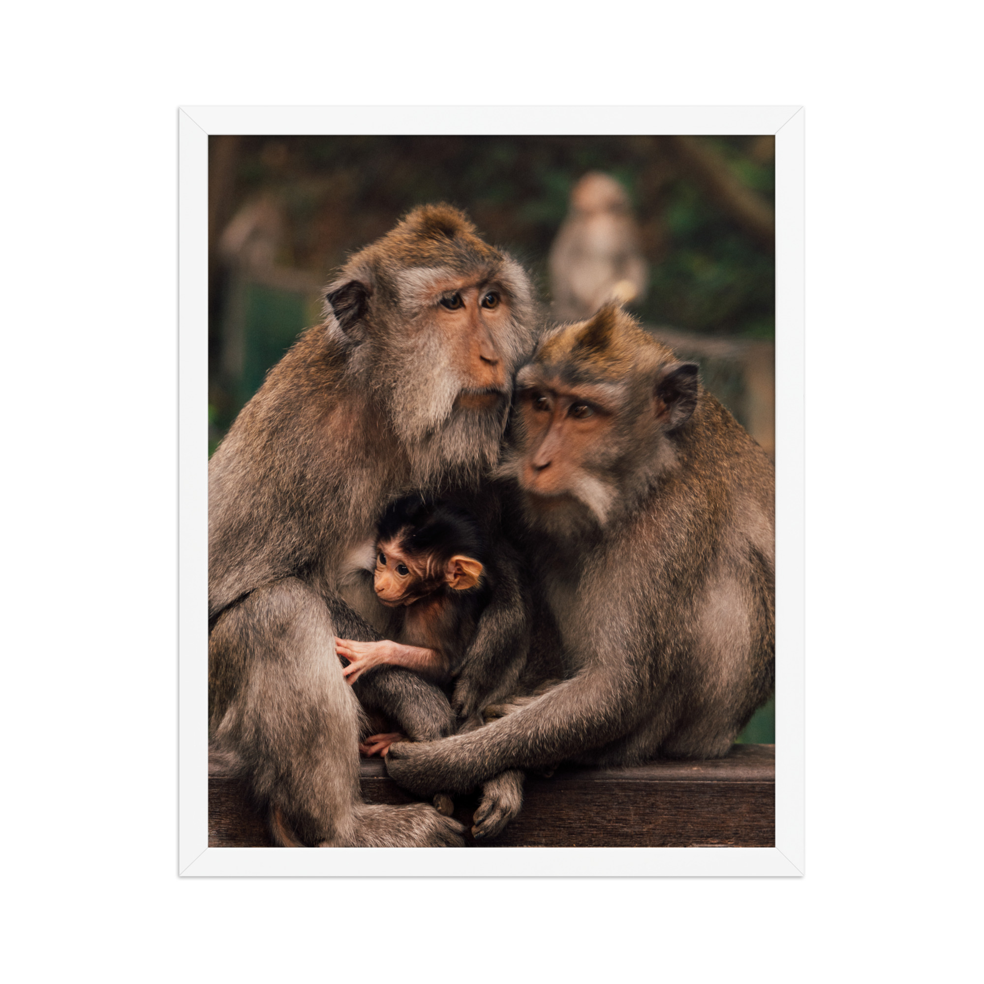 Macaque Family — Framed Poster - Image 3