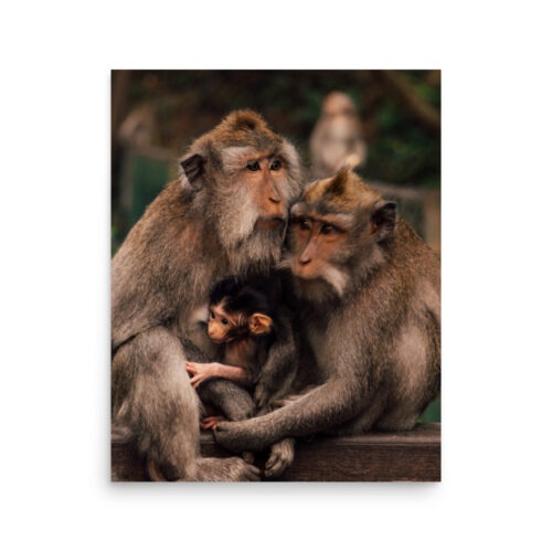 Macaque Family — Poster