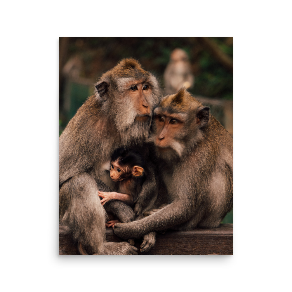 Macaque Family — Poster