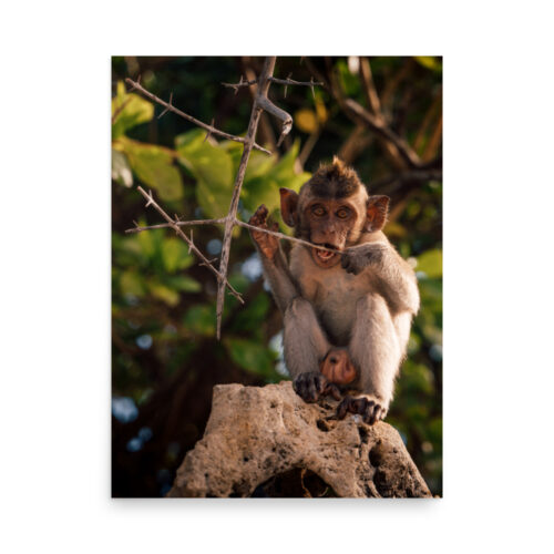 Baby Macaque on Rock — Poster